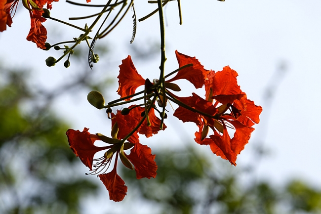 Suan Luang-JUN14-003